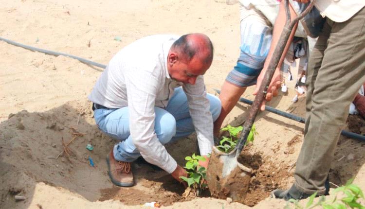 مدير عام زنجبار يدشن غرس 50 شتلة من اشجار الظل والزينة ومساحات خضراء بحديقة منتزة ساحة الشهداء 
